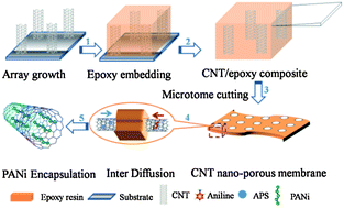 Graphical abstract: Efficient encapsulation of conducting polyaniline chains inside carbon nanotubes: a new strategy to prepare endohedral CNT materials