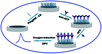 Graphical abstract: PtAg nanowires: facile synthesis and their applications as excellent oxygen reduction electrocatalysts for label-free electrochemical immunoassay