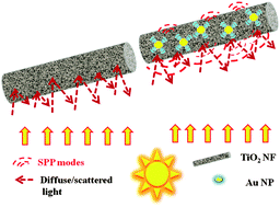Graphical abstract: Plasmonic light harvesting of dye sensitized solar cells by Au-nanoparticle loaded TiO2 nanofibers