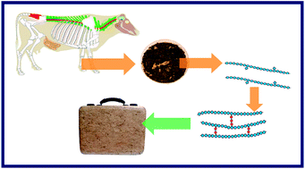 Graphical abstract: Biocomposites from hydrolyzed waste proteinaceous biomass: mechanical, thermal and moisture absorption performances