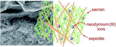 Graphical abstract: Clay-bionanocomposites with sacran megamolecules for the selective uptake of neodymium