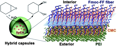 Graphical abstract: Integrating interfacial self-assembly and electrostatic complexation at an aqueous interface for capsule synthesis and enzyme immobilization