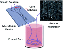 Graphical abstract: On-chip development of hydrogel microfibers from round to square/ribbon shape