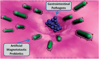 Graphical abstract: Artificial magnetotactic probiotics for in vivo targeting therapy