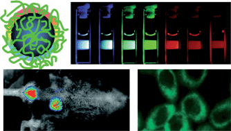 Graphical abstract: Carbon “quantum” dots for optical bioimaging