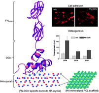 Graphical abstract: Tethering bi-functional protein onto mineralized polymer scaffolds to regulate mesenchymal stem cell behaviors for bone regeneration