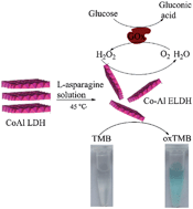 Graphical abstract: 2D ultrathin nanosheets of Co–Al layered double hydroxides prepared in l-asparagine solution: enhanced peroxidase-like activity and colorimetric detection of glucose