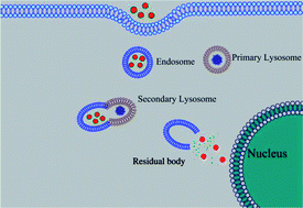 Graphical abstract: The role of endosome evasion bypass in the reversal of multidrug resistance by lipid/nanoparticle assemblies