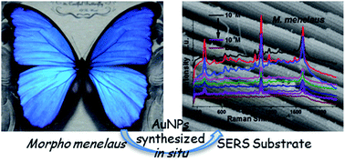 Graphical abstract: In situ synthesis of gold nanoparticles (AuNPs) in butterfly wings for surface enhanced Raman spectroscopy (SERS)