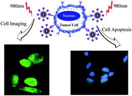 Graphical abstract: Multifunctional core–shell upconversion nanoparticles for targeted tumor cells induced by near-infrared light