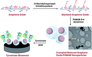 Graphical abstract: Crumpled reduced graphene oxide–polyamidoamine dendrimer hybrid nanoparticles for the preparation of an electrochemical biosensor