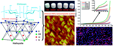 Graphical abstract: Chitosan–halloysite nanotubes nanocomposite scaffolds for tissue engineering