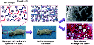 Graphical abstract: Injectable in situ-forming hydrogel for cartilage tissue engineering