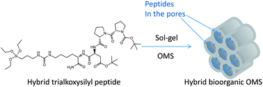 Graphical abstract: Bioorganic hybrid OMS by straightforward grafting of trialkoxysilyl peptides