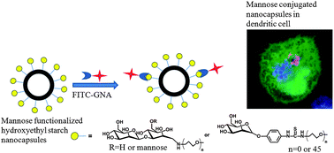 Graphical abstract: (Oligo)mannose functionalized hydroxyethyl starch nanocapsules: en route to drug delivery systems with targeting properties