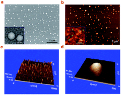 Graphical abstract: A novel Ti-based nanoglass composite with submicron–nanometer-sized hierarchical structures to modulate osteoblast behaviors