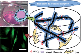Graphical abstract: RGD anchored C2-benzene based PEG-like hydrogels as scaffolds for two and three dimensional cell cultures