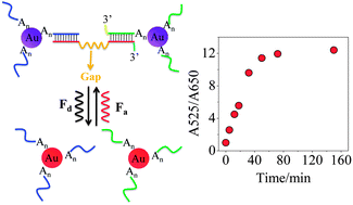 Graphical abstract: DNA-responsive disassembly of AuNP aggregates: influence of nonbase-paired regions and colorimetric DNA detection by exonuclease III aided amplification