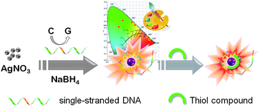 Graphical abstract: DNA-functionalized silver nanoclusters as a chemopalette: tunable fluorescence for turn-on detection of cysteine