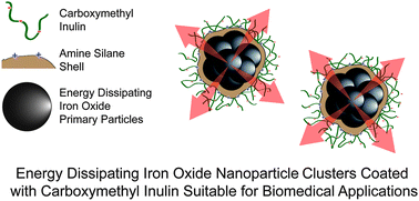Graphical abstract: Synthesis, stability, cellular uptake, and blood circulation time of carboxymethyl-inulin coated magnetic nanoparticles
