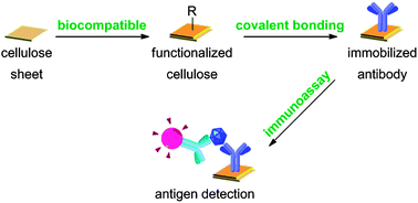 Graphical abstract: A one-step and biocompatible cellulose functionalization for covalent antibody immobilization on immunoassay membranes