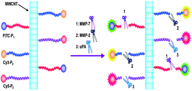 Graphical abstract: Carbon nanotube-based multicolor fluorescent peptide probes for highly sensitive multiplex detection of cancer-related proteases