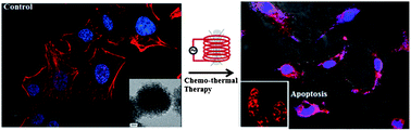Graphical abstract: In vitro evaluation of PEGylated mesoporous MgFe2O4 magnetic nanoassemblies (MMNs) for chemo-thermal therapy