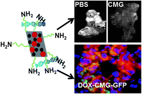 Graphical abstract: Multifunctional chitosan magnetic-graphene (CMG) nanoparticles: a theranostic platform for tumor-targeted co-delivery of drugs, genes and MRI contrast agents