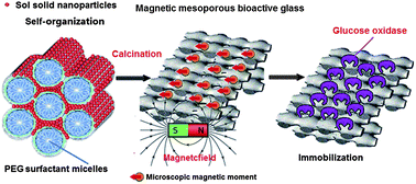 Graphical abstract: Direct immobilization of glucose oxidase in magnetic mesoporous bioactive glasses
