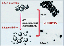Graphical abstract: Reversible bioresponsive aptamer-based nanocomposites: ATP binding and removal from DNA-grafted silica nanoparticles