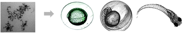 Graphical abstract: In vivo nanotoxicity testing using the zebrafish embryo assay