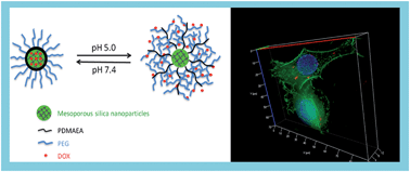 Graphical abstract: Polymeric mesoporous silica nanoparticles as a pH-responsive switch to control doxorubicin intracellular delivery