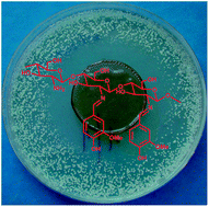 Graphical abstract: Antifungal vanillin–imino-chitosan biodynameric films