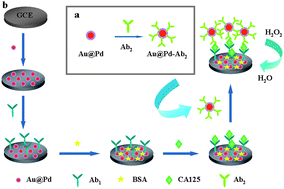 Graphical abstract: An ultrasensitive enzyme-free electrochemical immunosensor for CA125 using Au@Pd core–shell nanoparticles as labels and platforms for signal amplification