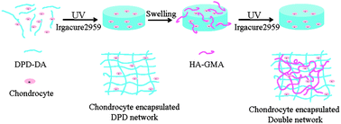 Graphical abstract: A tough double network hydrogel for cartilage tissue engineering