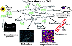 Graphical abstract: Nanocomposites of bio-based hyperbranched polyurethane/funtionalized MWCNT as non-immunogenic, osteoconductive, biodegradable and biocompatible scaffolds in bone tissue engineering