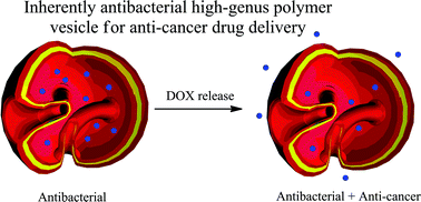 Graphical abstract: Antibacterial high-genus polymer vesicle as an “armed” drug carrier