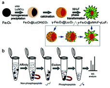 Graphical abstract: Novel 3D flowerlike hierarchical γ-Fe2O3@xNH4F·yLuF3 core–shell microspheres tailor-made by a phase transformation process for the capture of phosphopeptides