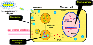 Graphical abstract: Carbon dots functionalized gold nanorod mediated delivery of doxorubicin: tri-functional nano-worms for drug delivery, photothermal therapy and bioimaging