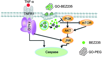 Graphical abstract: Combination of TNF-α and graphene oxide-loaded BEZ235 to enhance apoptosis of PIK3CA mutant colorectal cancer cells