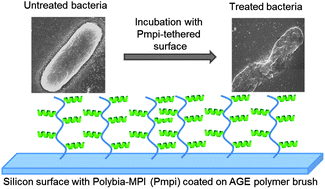 Graphical abstract: Immobilization of polybia-MPI by allyl glycidyl ether based brush chemistry to generate a novel antimicrobial surface
