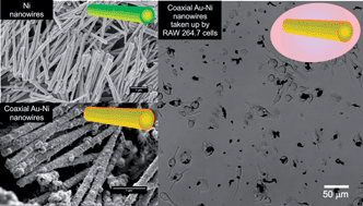 Graphical abstract: Au coated Ni nanowires with tuneable dimensions for biomedical applications