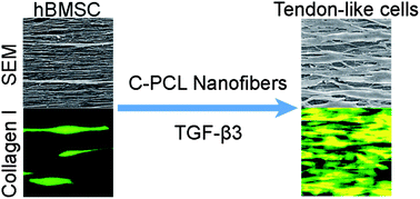 Graphical abstract: Tenogenic differentiation of human bone marrow stem cells via a combinatory effect of aligned chitosan–poly-caprolactone nanofibers and TGF-β3