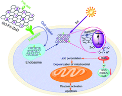 Graphical abstract: Folic acid-conjugated graphene–ZnO nanohybrid for targeting photodynamic therapy under visible light irradiation