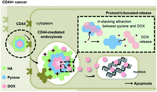 Graphical abstract: π-Hyaluronan nanocarriers for CD44-targeted and pH-boosted aromatic drug delivery
