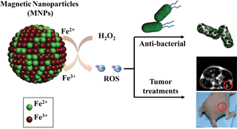 Graphical abstract: Anti-bacterial and in vivo tumor treatment by reactive oxygen species generated by magnetic nanoparticles