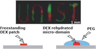 Graphical abstract: Dehydrated aqueous two-phase system micro-domains retain their shape upon rehydration to allow patterned reagent delivery to cells
