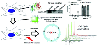 Graphical abstract: Bifunctional up-converting lanthanide nanoparticles for selective in vitro imaging and inhibition of cyclin D as anti-cancer agents