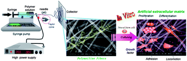 Graphical abstract: Neat poly(ortho-methoxyaniline) electrospun nanofibers for neural stem cell differentiation