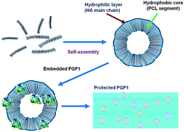 Graphical abstract: Biodegradable micelles from a hyaluronan-poly(ε-caprolactone) graft copolymer as nanocarriers for fibroblast growth factor 1